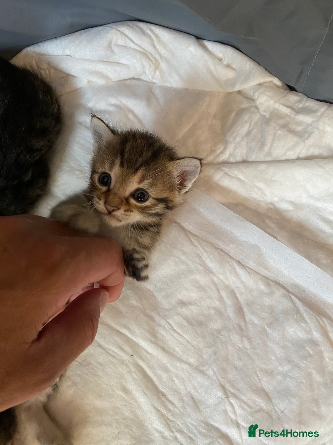 Mixed Breed cats for sale: 5 kittens for sale - 3 boys and 3 girls  - Image 2