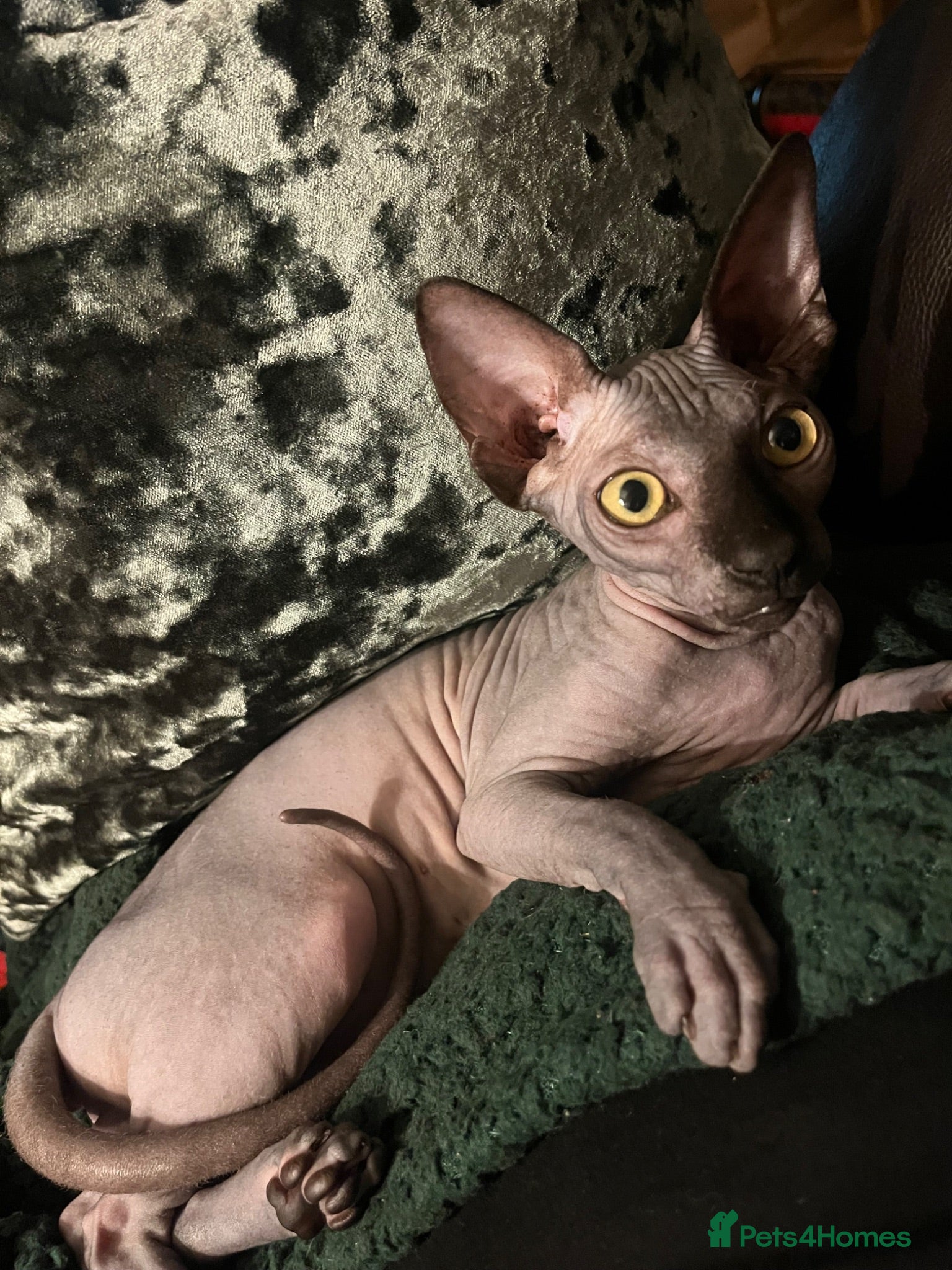 Sphynx cats Canadian Sphynx kitten boy - Advert 1