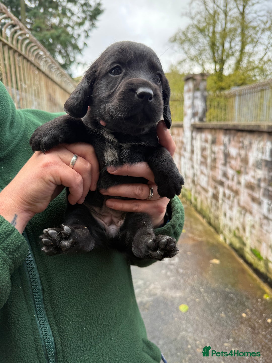 Springador dogs for sale: Lab/spaniel pups  - Image 9