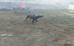 Border Collie dogs for sale: Border Collies for sale - Image 2