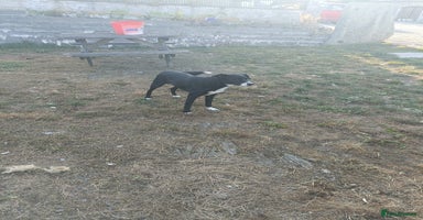 Border Collie dogs - Advert 5