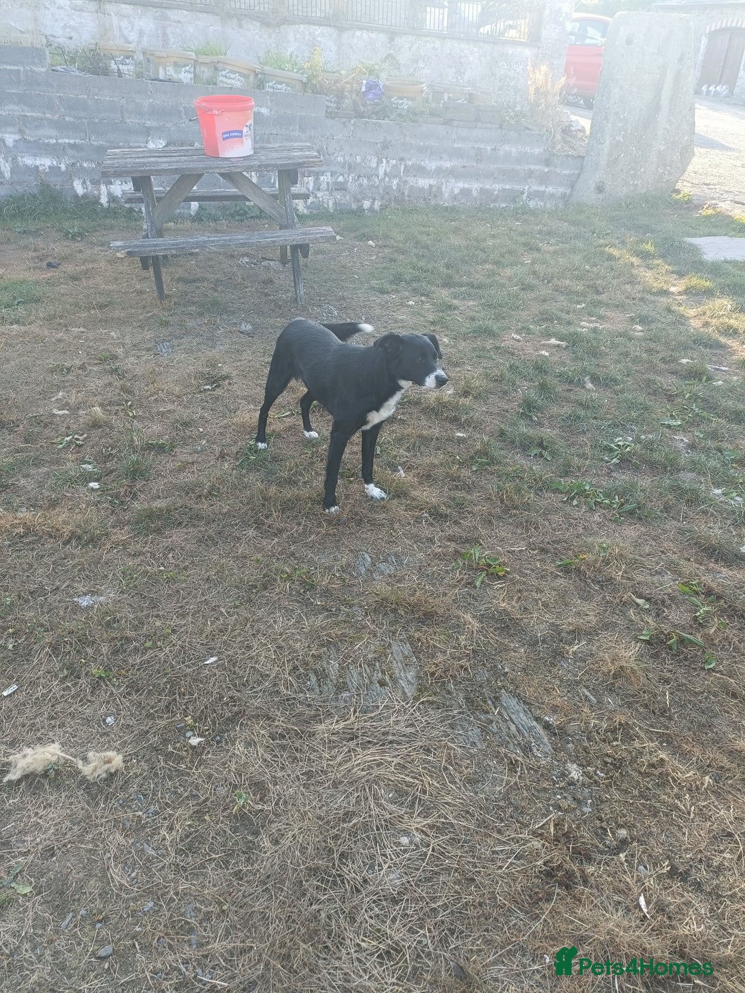 Border Collie dogs for sale: Border Collies for sale - Image 2
