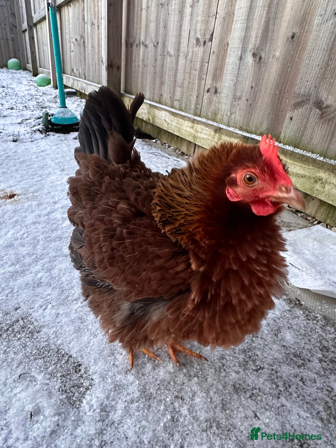 Chickens poultry for sale: Two Hens for Rehoming – Very Friendly - Advert 2