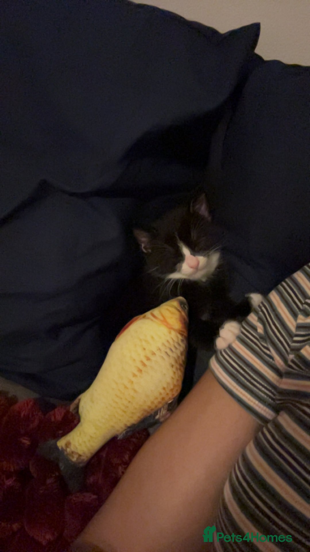 Mixed Breed cats for sale: Playful and loving tuxedo boy - Advert 4