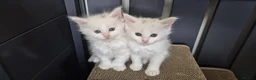 Maine Coon cats for sale: Beautiful White ***polydactyl*** Maine Coon girl. - Advert 3