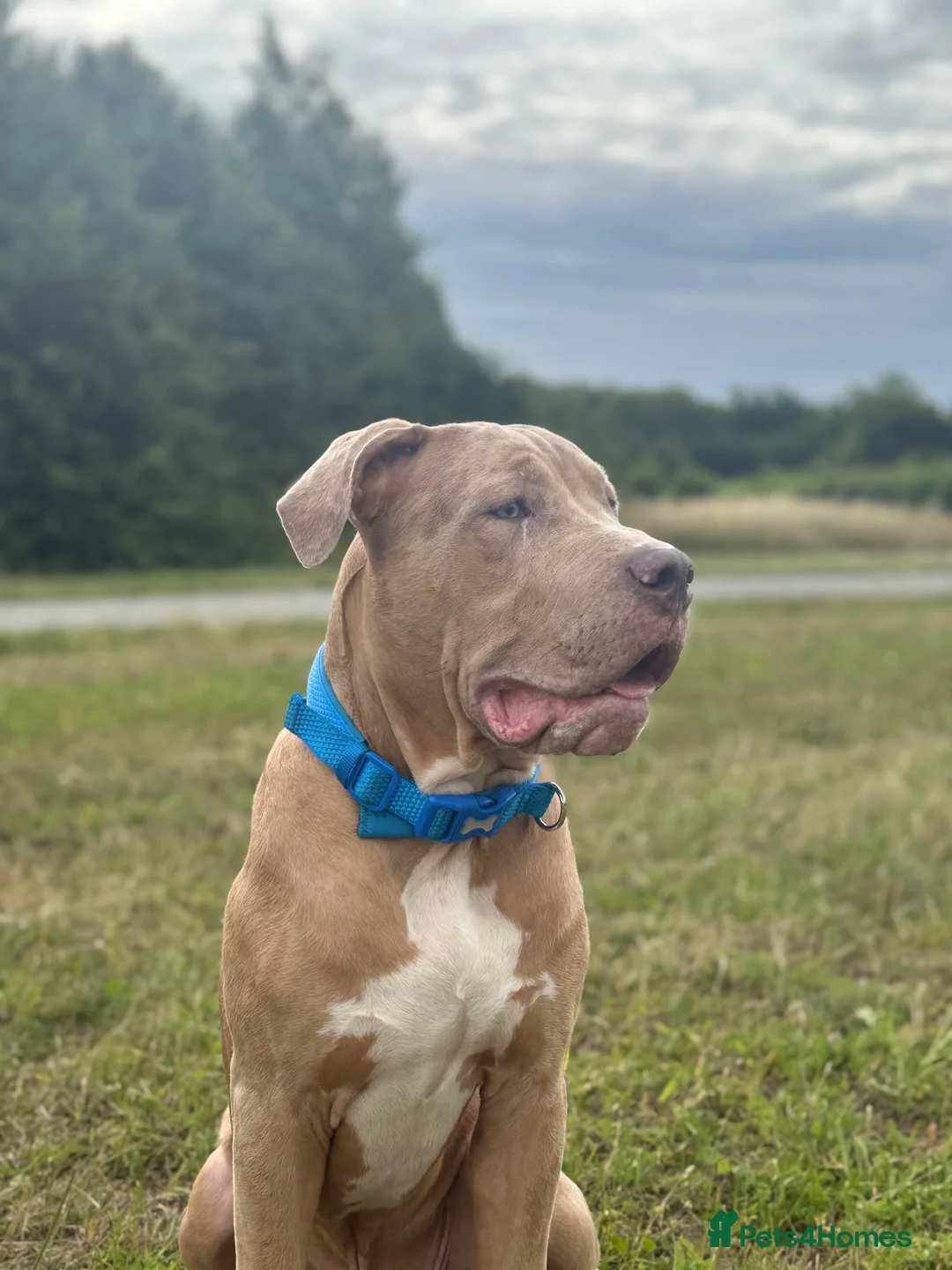 Mixed Breed dogs for sale: BIGGIE 7month old mixed breed  - Advert 2