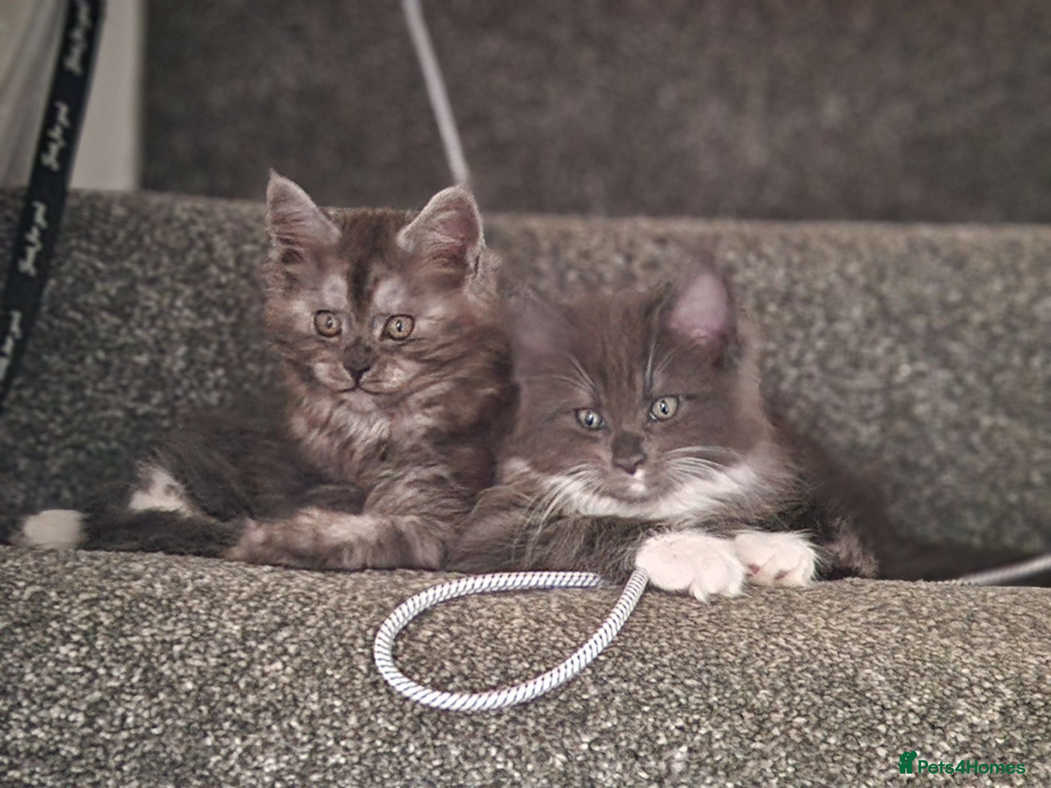 Maine Coon cats 2 beautiful Maine Coones left - Advert 18