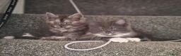 Maine Coon cats for sale: 2 beautiful Maine Coones left - Advert 3