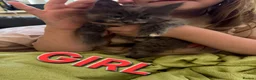 Maine Coon cats for sale: Maine Coon Kittens for Sale – Pure Cuteness! - Advert 3