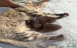 Maine Coon cats for sale: Pedigree Maine Coon Kittens - TICA Registered  - Image 11