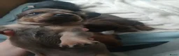 Dachshund dogs for sale: Dachshund cross chihuahua pups - Advert 4