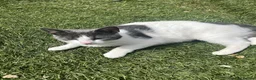 Mixed Breed cats for sale: Adorable kittens need a new place 🥰  - Advert 9