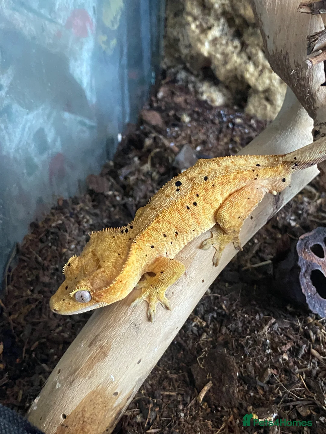 Gecko reptiles for sale: Large exo terra and male crested gekko   in Chatham - Advert 2