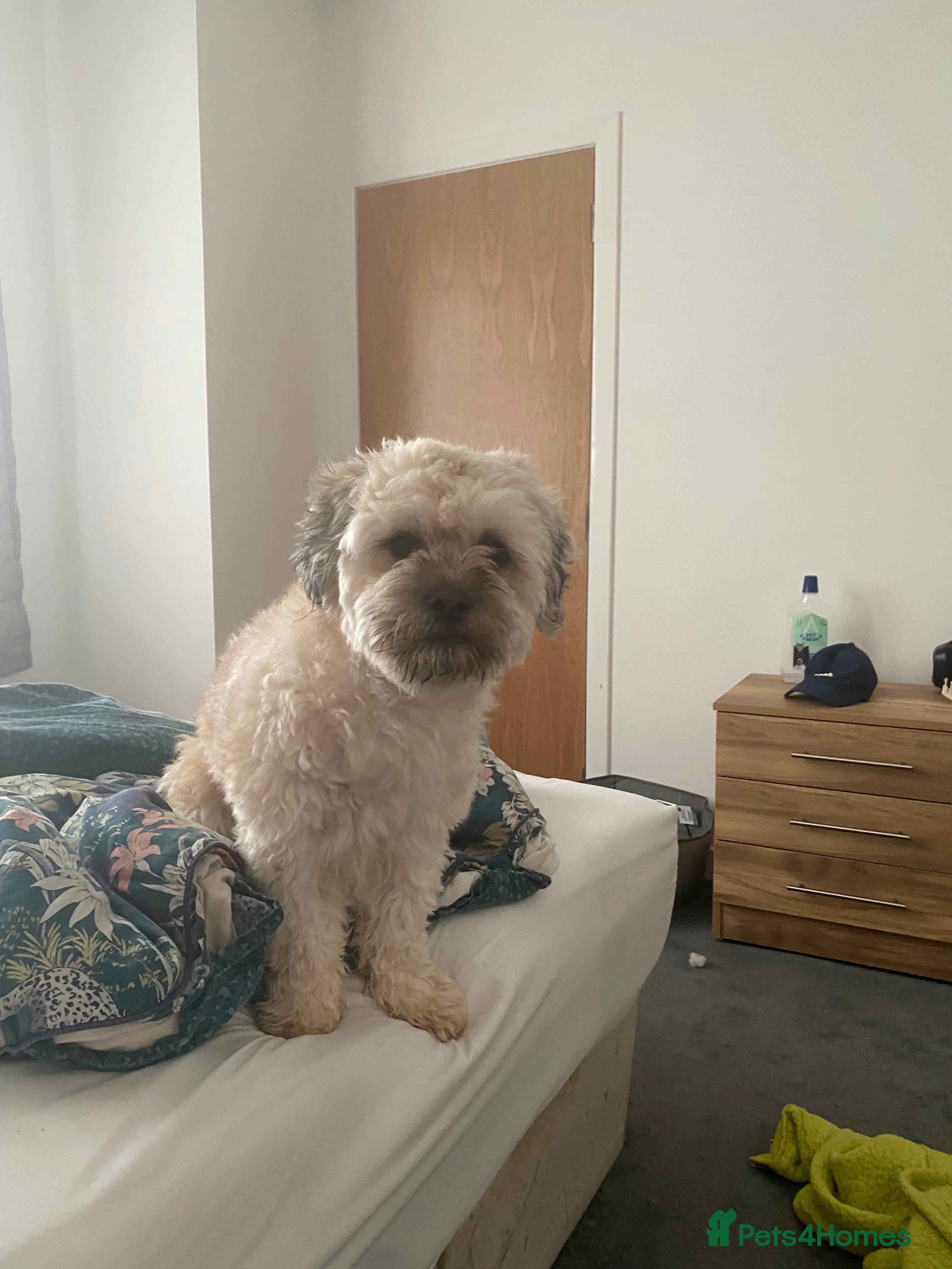 Lhasa Apso dogs Lhasapso for studding  - Advert 1