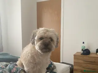 Lhasa Apso dogs Lhasapso for studding - Advert 1