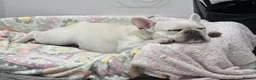 French Bulldog dogs for sale: 3 Year Old French Bulldog Looking for Loving Home - Advert 5