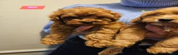 Cavapoo dogs for sale: 🩵🫧 4 Cavapoo Puppies 🫧🩵 - Advert 10