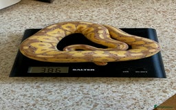 Python Snake reptiles for sale: CB24 Royal Pythons for sale  in Walton-on-Thames - Image 1