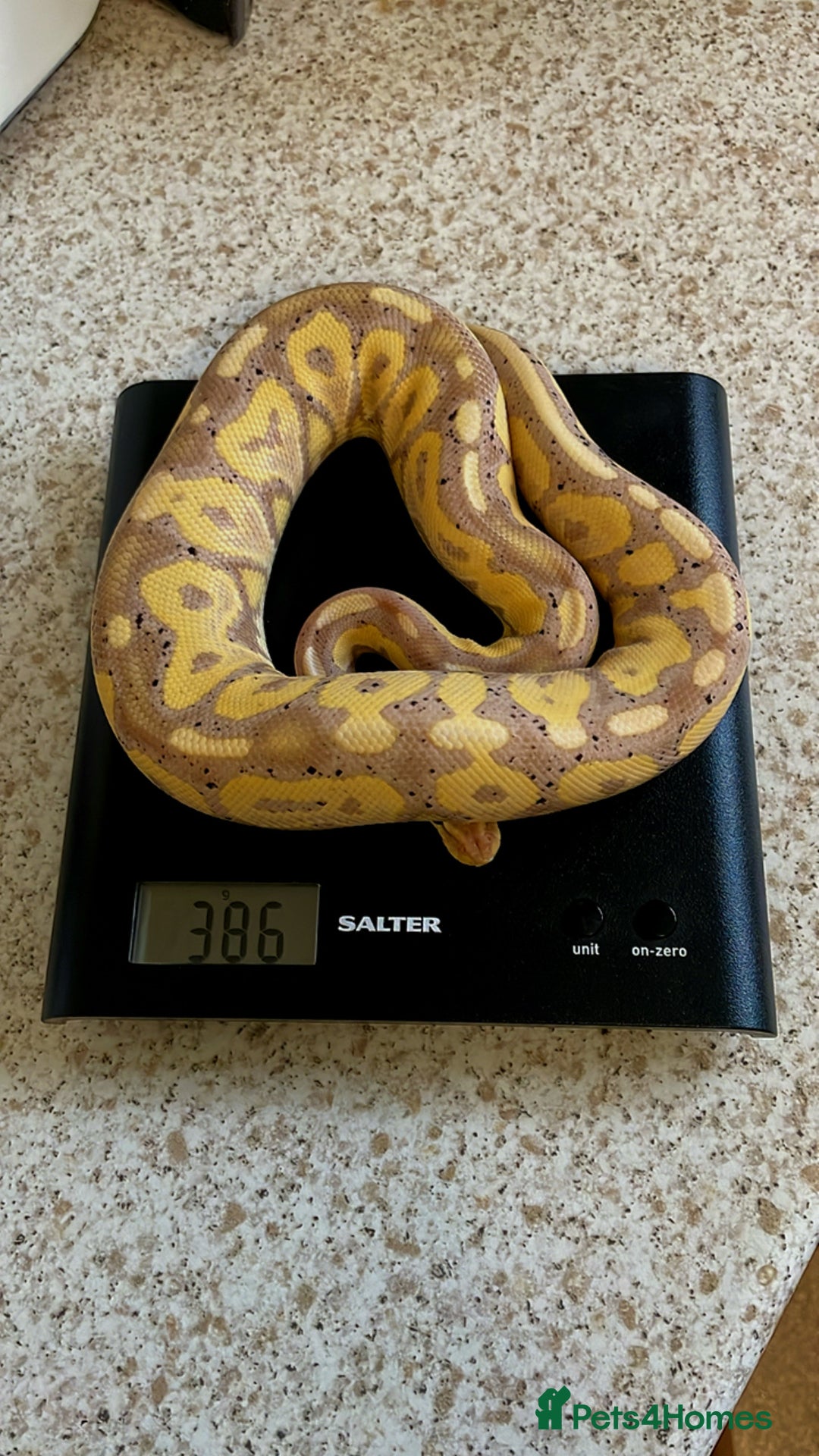 Python Snake reptiles for sale: CB24 Royal Pythons for sale  in Walton-on-Thames - Image 1