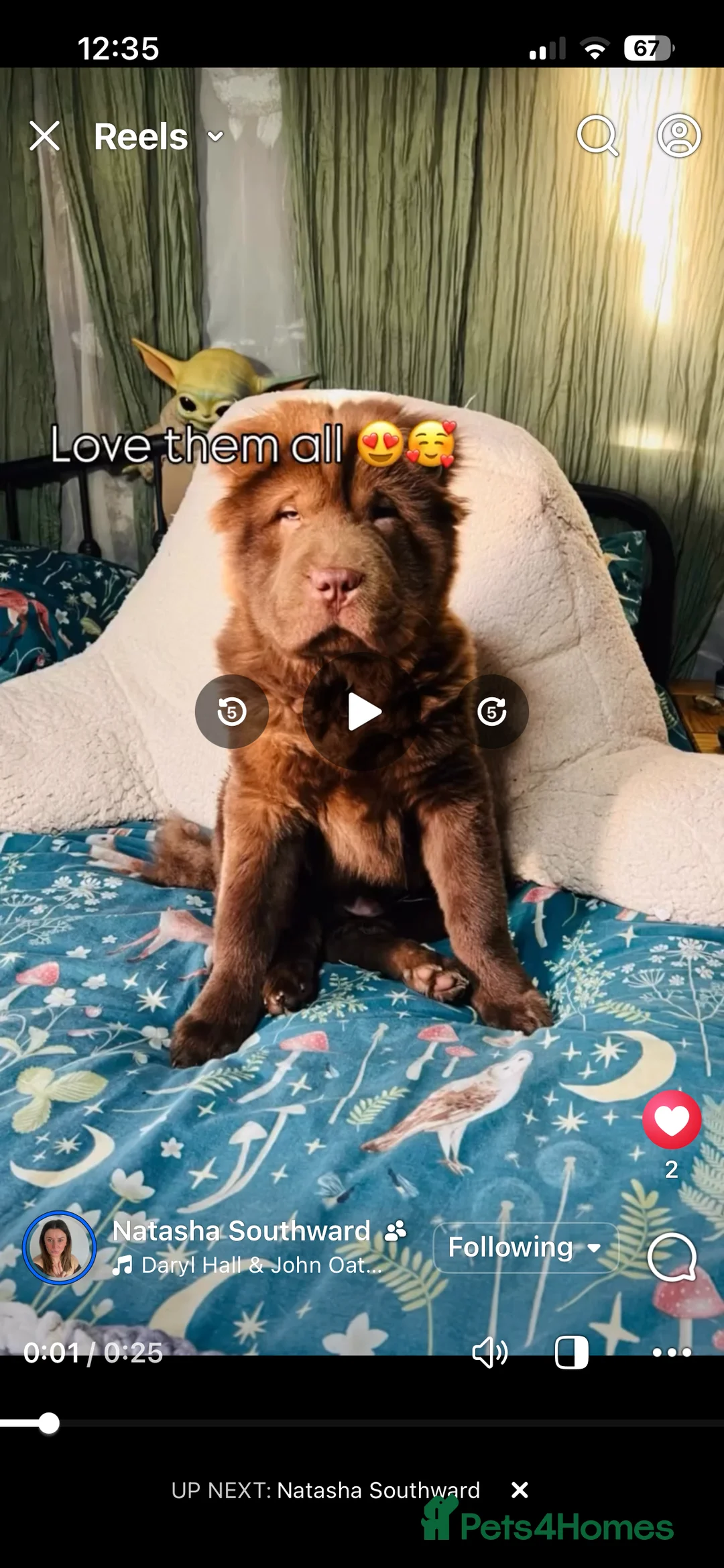 Chow Chow dogs for sale: Stunning genes chow chow pup  - Advert 6