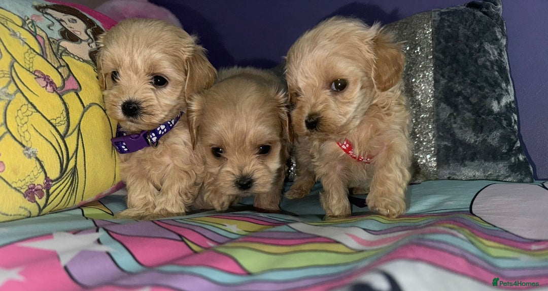 Maltipoo dogs for sale: Outstanding maltipoo - Advert 2