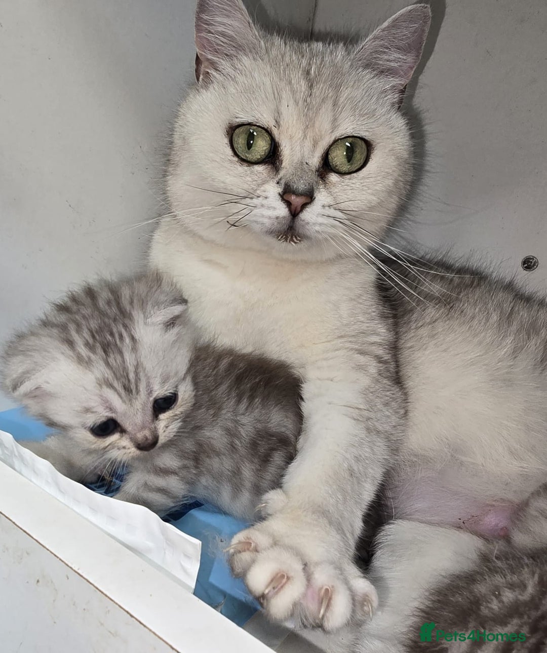 British Shorthair cats for sale: Adorable British Shorthair Kittens–Ready for Home! - Image 12