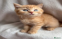 British Shorthair cats for sale: Registered British Shorthair Kittens ❤️  - Image 3