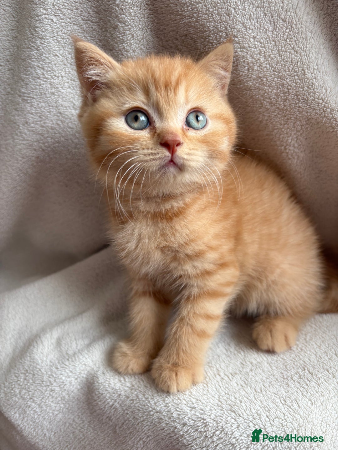 British Shorthair cats for sale: Registered British Shorthair Kittens ❤️  - Image 3