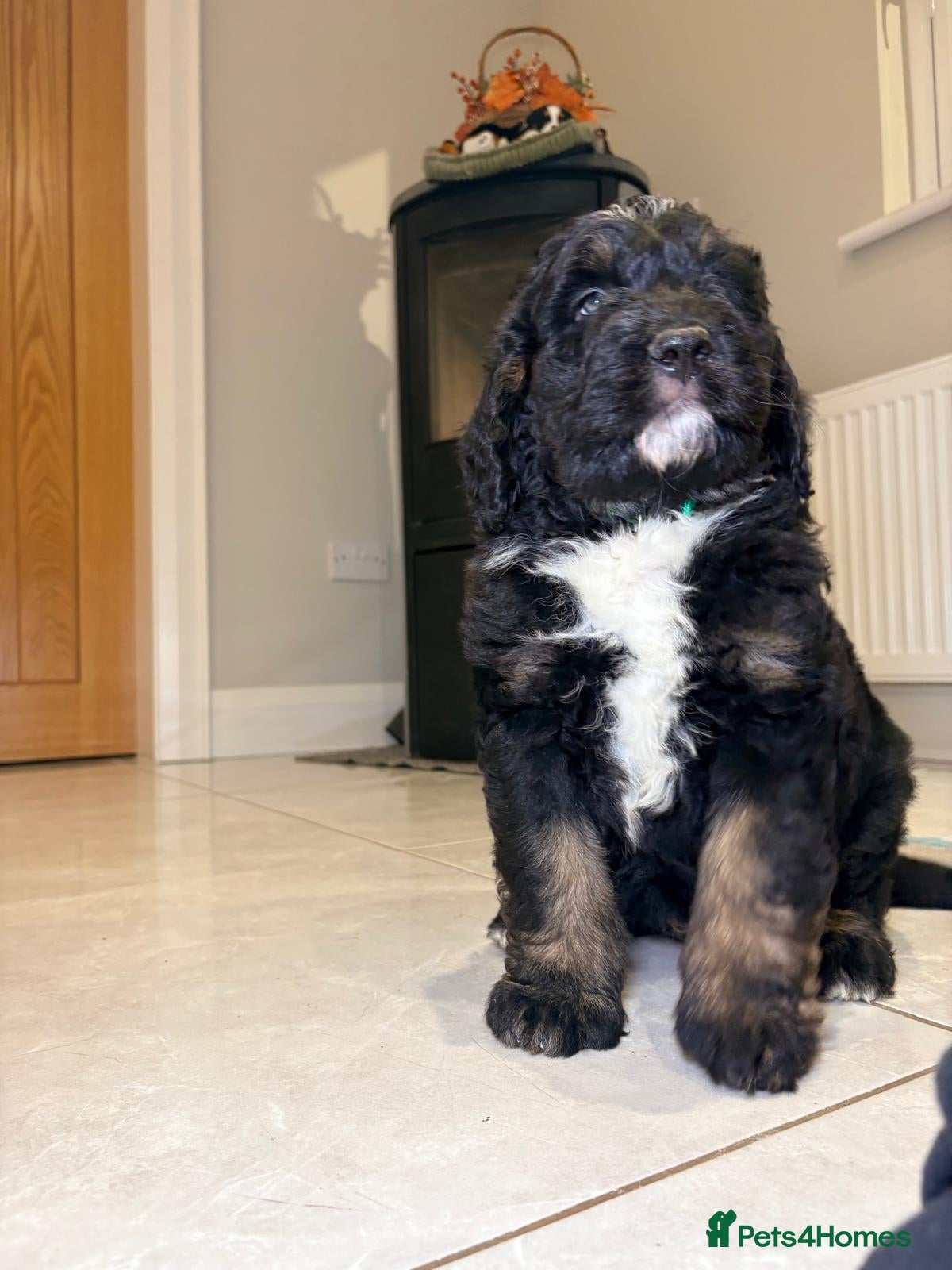 Bernedoodle dogs F1 tri-color bernedoodle pups - Advert 2