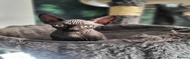 Sphynx Kitten 1