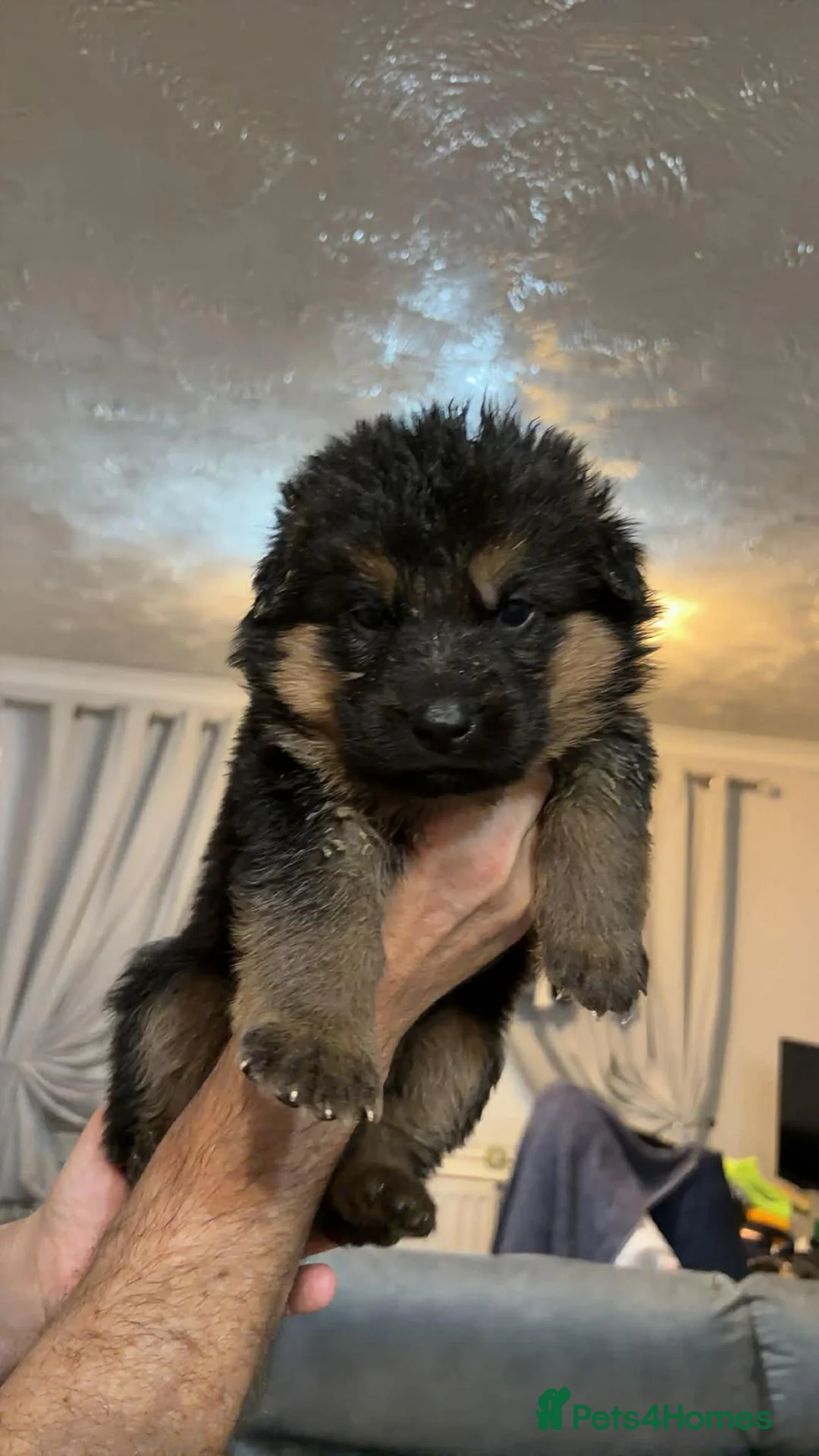 German Shepherd dogs for sale: German shepherd puppies for sale  - Advert 4