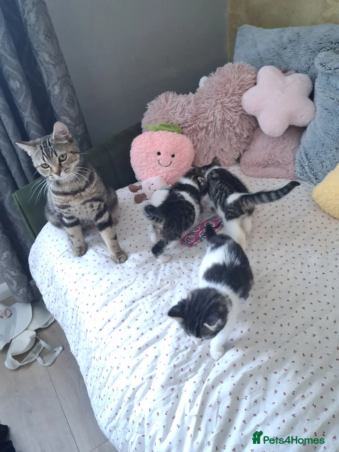 British Shorthair cats for sale: British Shorthair kittens - Advert 10