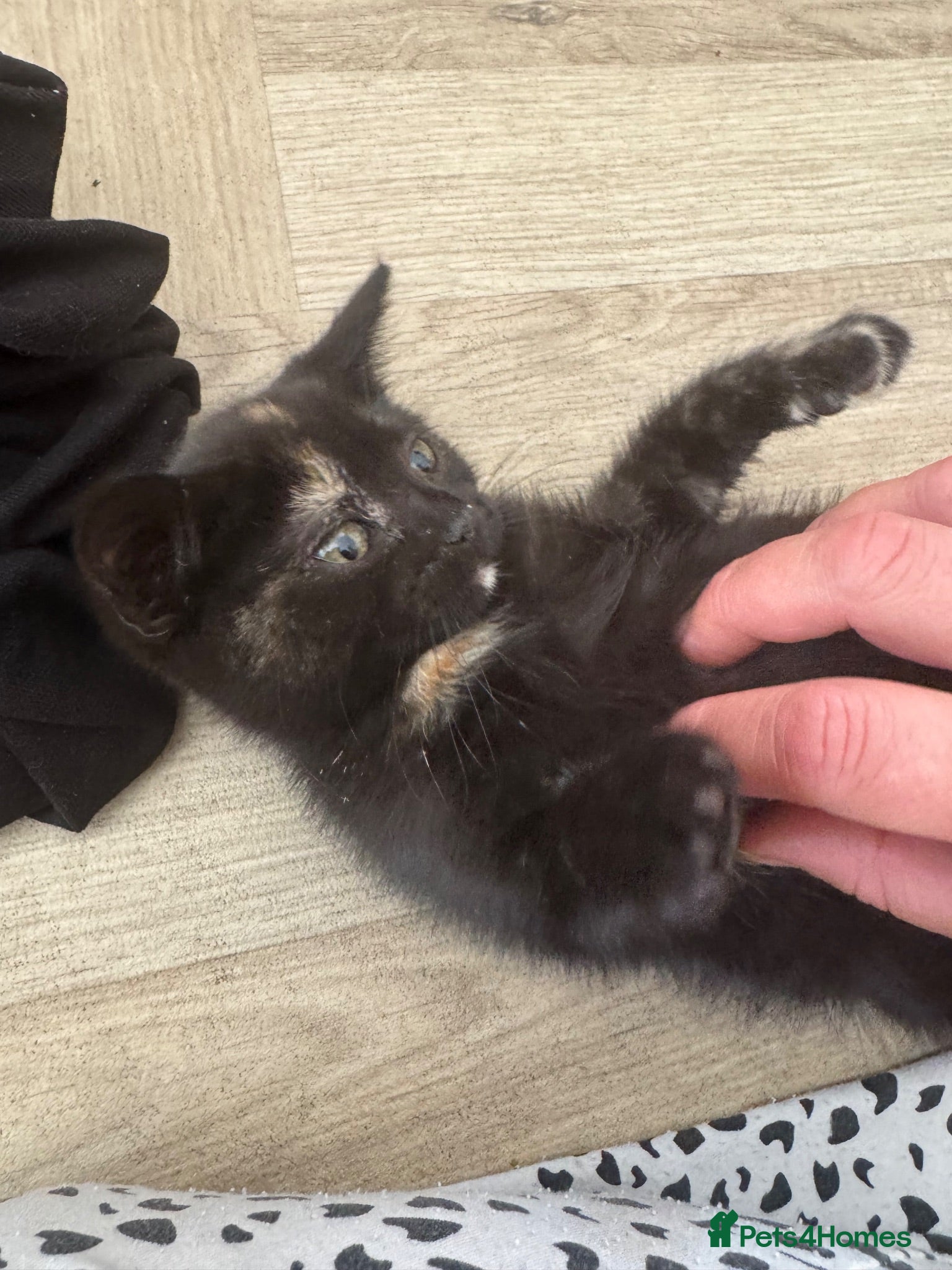 Mixed Breed cats Beautiful mixed British short hair kittens  - Advert 2