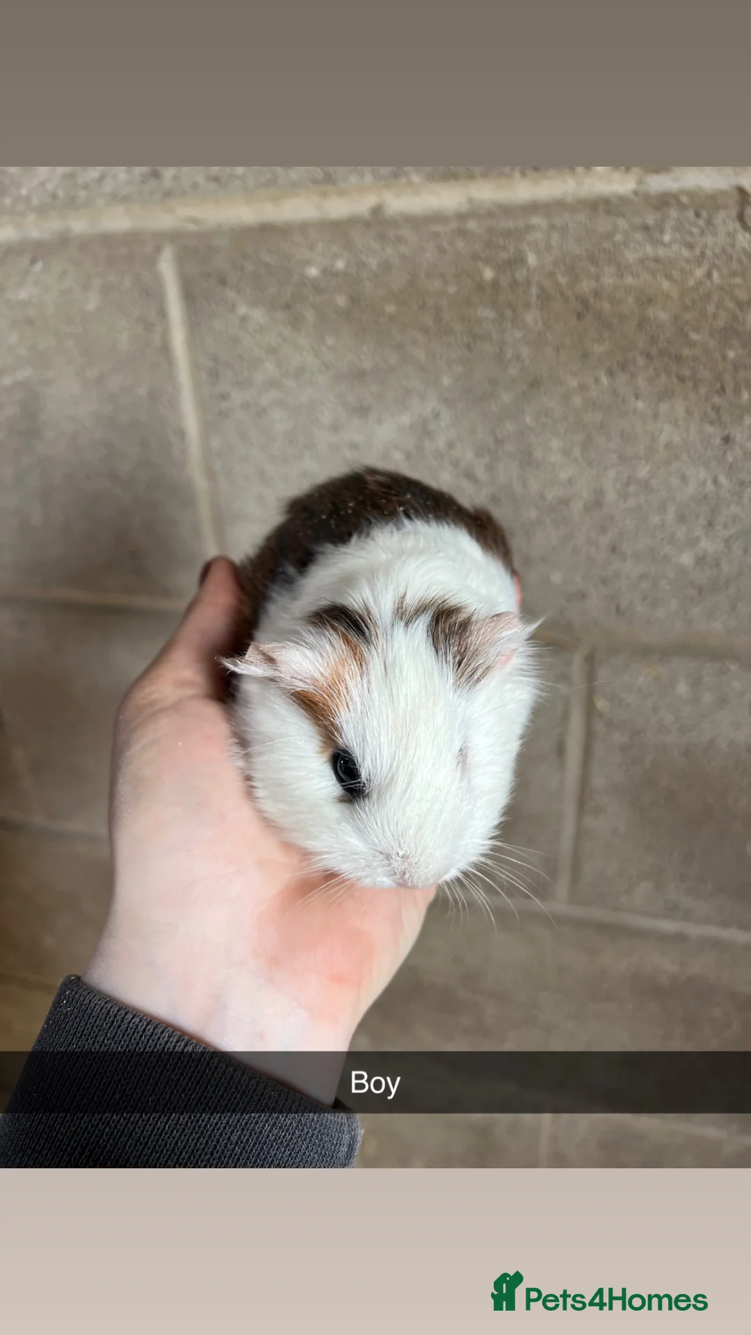 Guinea Pig rodents for sale: Two boys looking for their forever home!! - Advert 7