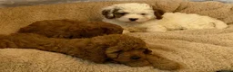 Cavapoo dogs for sale: Adorable F1 health clear cavapoo puppies in Staines - Advert 3