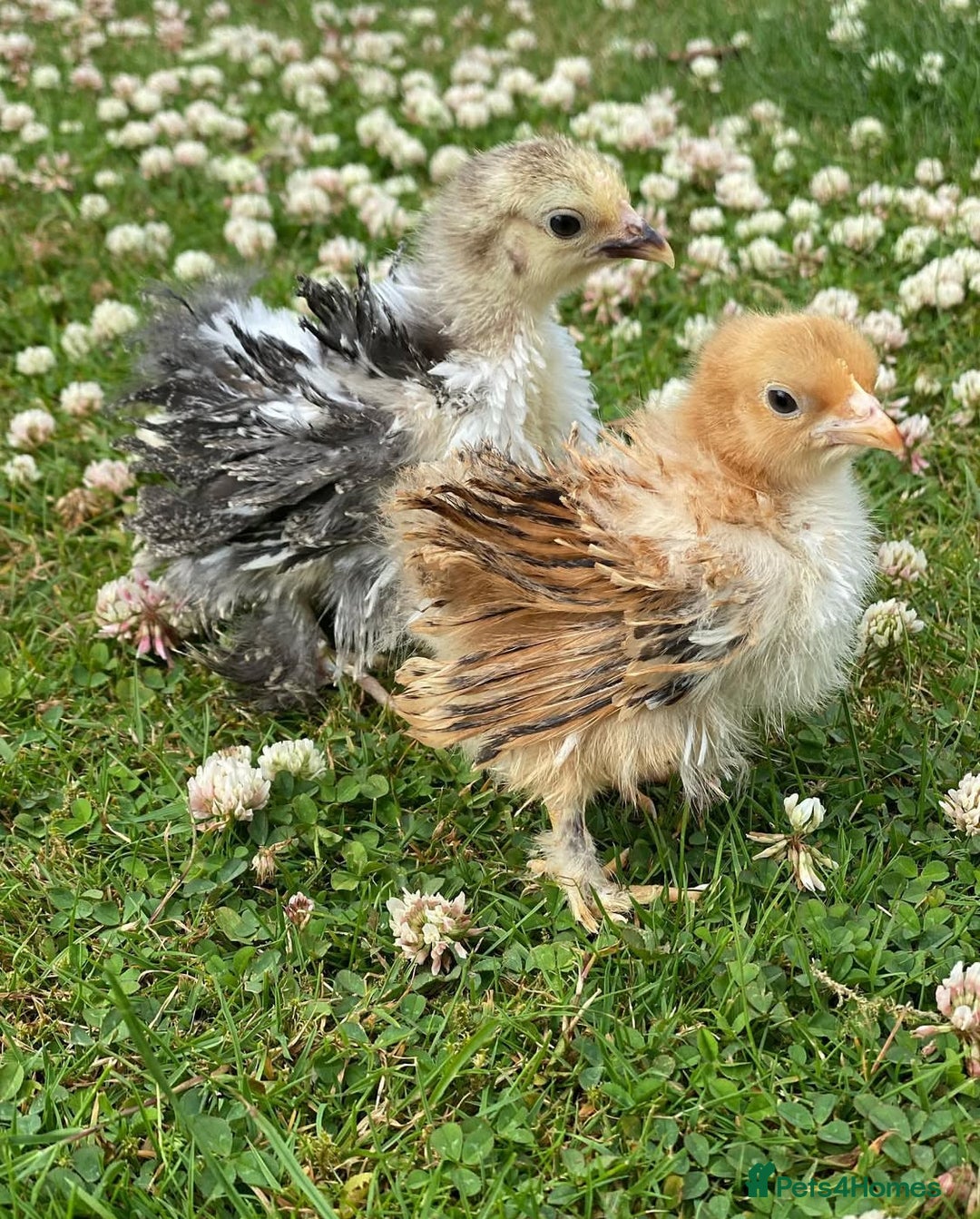 Chickens poultry for sale: Hatching eggs, Chicks & Ducklings - Image 10