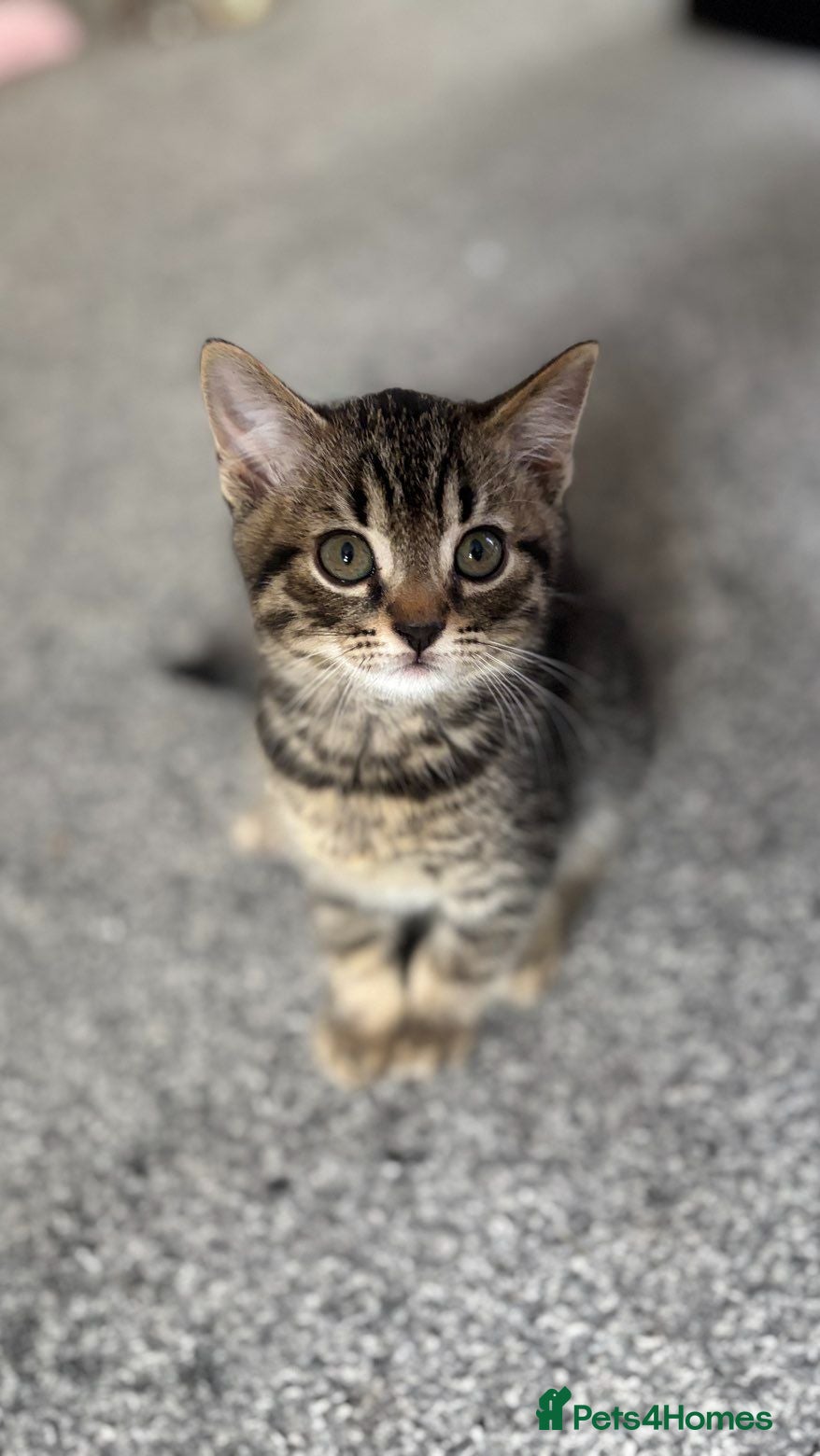 Mixed Breed cats 5 beautiful little mixed breed kittens - Advert 3