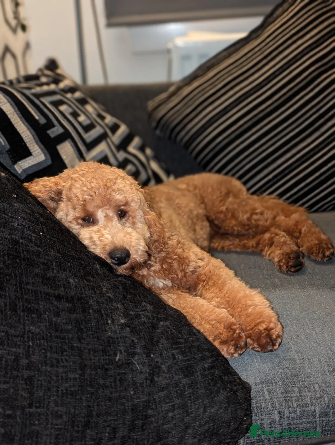 Cavapoo dogs for sale: Male cavpoo - Advert 2