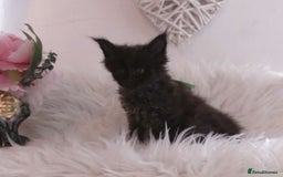 Maine Coon cats for sale: 2 kittens left In Search of Loyal Human Servant - Image 21