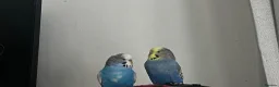 Mixed Breed birds for sale: READ DESCRIPTION FIRST - Advert 3