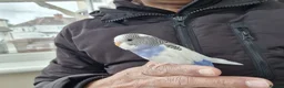 Budgerigars birds for sale: Super hand tamed baby budgies  - Advert 13