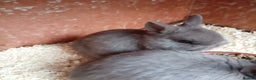 Netherland Dwarf rabbits for sale: Netherland dwarf rabbits only 3 baby's left  - Advert 1