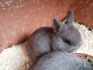 Netherland Dwarf rabbits Netherland dwarf rabbits - Advert 20