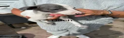 Whippet dogs for sale: Whippet Puppies  in Burntwood - Advert 8