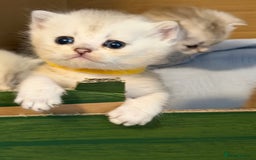 British Shorthair cats for sale: Stunning BSH golden silver kittens TICA - Image 1