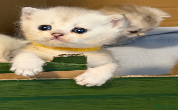 British Shorthair cats - Advert 2