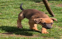 Mixed Breed dogs for sale: Huntaway x Lurcher puppies  - Image 5
