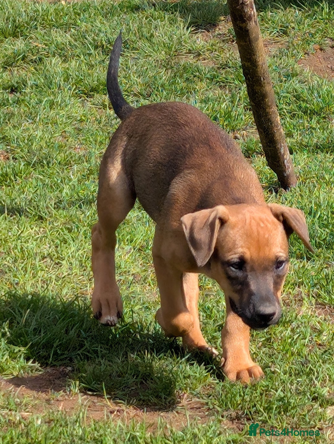 Mixed Breed dogs for sale: Huntaway x Lurcher puppies  - Image 5