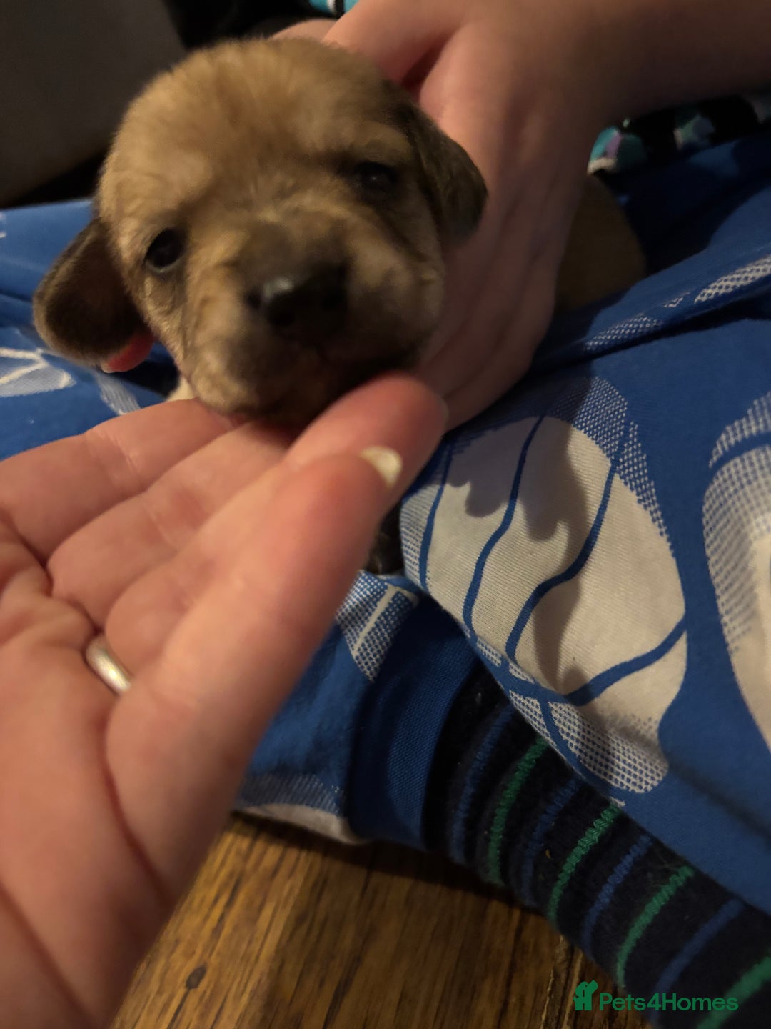 Mixed Breed dogs for sale: Gorgeous little puppies boys and girls - Advert 9