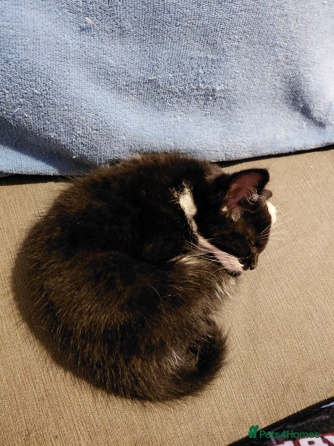Mixed Breed cats for sale: Female kitten - Image 15